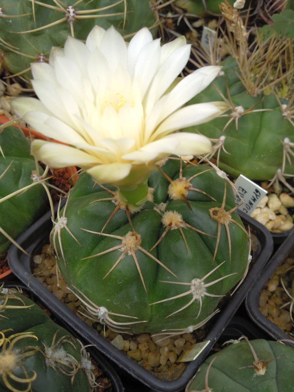 Gymnocalycium denudatum